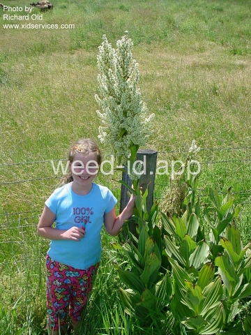 false-hellebore, California